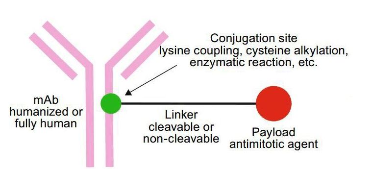 ​抗体的N端或C端进行修饰ADC偶联物